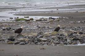 We'd like to roll a fresh coat over that wall, but is that old paint still good? Anchor River Alaska 2021 All You Need To Know Before You Go With Photos Tripadvisor