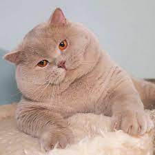 Британский кот персикового цвета - 75 фото