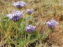 Image result for Pentanisia