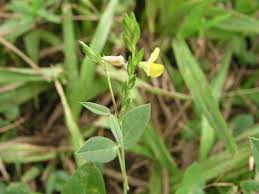 Image result for Zornia setosa