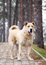 Collection by iveta • last updated 2 weeks ago. Super Gross 105 Kg Junge Alabai Hund Posiert Im Park Lizenzfreie Fotos Bilder Und Stock Fotografie Image 36309368