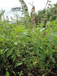 Image result for Ocimum americanum