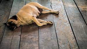 Diabetic Ketoacidosis In Dogs Symptoms Causes Treatments Dogtime