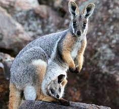Pin On Animal Photographs