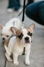 Black White And Brown French Bulldog French Bulldog Puppy Baby Animals Bulldog Puppies Puppies