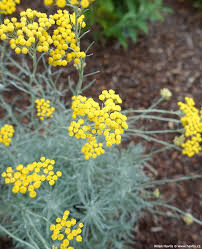 Image result for Helichrysum dilucidum