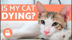 Does your cat come and hang out with you, in a sort of casual, hey what are you doing, oh taking a shower. How To Tell If Your Cat Is Dying Youtube