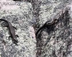 Image result for Steganotaenia hockii