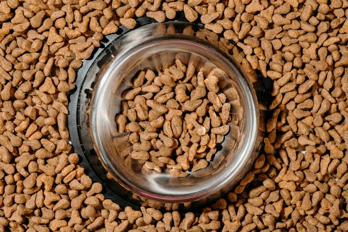 Nutritionally dense dry dog food is the foundation of daily canine vitality., AI generated
