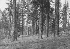 My lab really focuses on bark beetle ecology, said dr. Https Www Delmar Ca Us Documentcenter View 2267