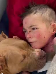 Heartwarming Dogs and Their Love for Humans