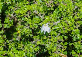 Image result for Gardenia ternifolia