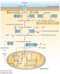 3), which is outlined below. Metformin Mode Of Action And Clinical Implications For Diabetes And Cancer Nature Reviews Endocrinology