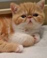 Exotic Shorthair Kittens For Sale In California