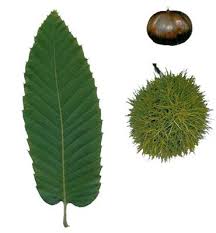Dossier Le Chataignier Feuilles De Plantes Arbres A Feuilles Caduques Chataignier