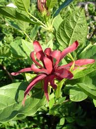 Check spelling or type a new query. Pin On My Garden