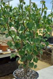 Image result for Cyclantheropsis parviflora