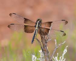 Black And Blue Widow Skimmer Dragonfly Widow Skimmer Dragonfly Wall Art Nature Photography Southwest Decor Fine Art Print Nature Photography Dragonfly Wall Art Dragonfly Art