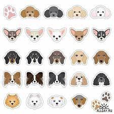 collection of dogs sobaka podelki samye milye zhivotnye vojlochnye sobaki