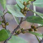 Image result for Ficus craterostoma