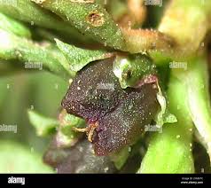 Image result for Zaleya