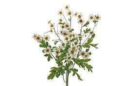 Image result for Parthenium