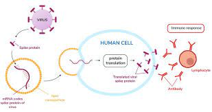 The mrna is an rna version of the gene that leaves the cell nucleus and moves to the cytoplasm where proteins are made. What Is Mrna The Messenger Molecule That S Been In Every Living Cell For Billions Of Years Is The Key Ingredient In Some Covid 19 Vaccines