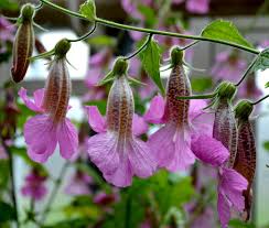 Image result for Aeollanthus rehmannii