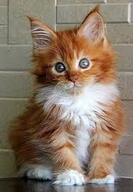 Maine coon cats are amazing animals, and in our breeding program we're committed to maintaining the health and. Pin On Cute Cats