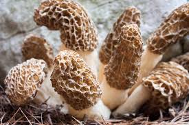 Mushrooms with flour and butter. How To Dehydrate Morel Mushrooms Foodal