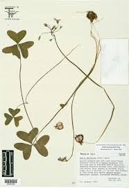 Image result for Oxalidaceae