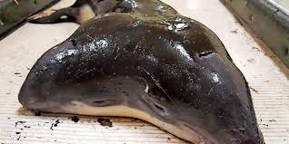She talks about ocean sounds, the whales and the challenges she faces, in particular during the current coronavirus crisis.= podcast in german only Nordsee Erster Zweikopfiger Schweinswal Entdeckt Dnn Dresdner Neueste Nachrichten