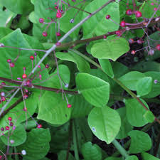 Image result for Talinum paniculatum