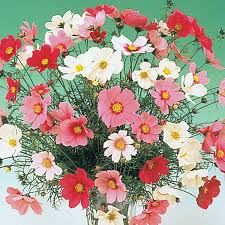 In kentucky, versailles is ranked 34th of 1258 cities in power plants per capita, and. Cosmos Seeds Versailles Palace Annual Cutting Flowers