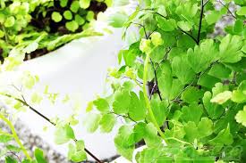 アジアンタムだって 一人前に葉焼けしちゃうんです あちゃー 直射日光 要注意 Oyageeの植物観察日記