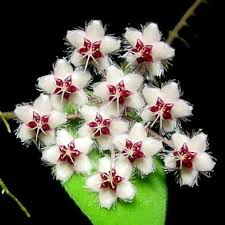Guava trees usually give the heaviest yield in summer which is sold at little price. Hoya Flagellata Strange Flowers Flower Identification Guava Tree