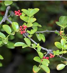 Image result for Zanthoxylum sp. A