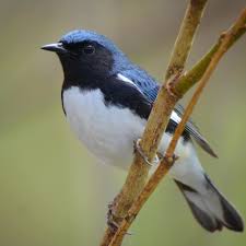 Birds Of A Feather 2020 Pin By Nancy Owens Merenda On Birds Of A Feather In 2020 Bird Feathers Animals Birds