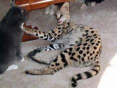 Take a look at 12 exotic pets and why they are suitable for apartments. Exotic Cats