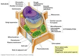 The cell wall is the outermost boundary in the majority of prokaryotes and plant cell (eukaryote). Bsci124cell