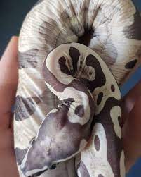 Richard On Instagram Unlike Corn Snakes Scaleless Ball Pythons Have No Belly Scales Such Little Weirdos S Scaleless Ball Python Ball Python Corn Snake