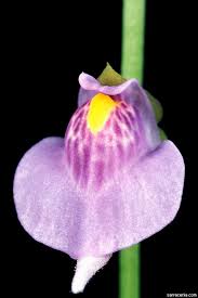 Image result for Utricularia spiralis