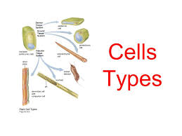 We did not find results for: Cells Types So What Type Of Cells Are There Plant Animal Cells This Is A Plant Cell Ppt Download