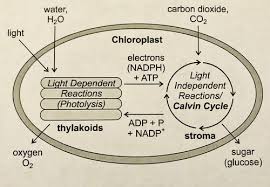 Photosynthesis is the process used by plants, algae and certain bacteria to harness energy from sunlight and these sugars are then used to make glucose or are recycled to initiate the calvin cycle again. Chapter 4 Cellular Energy Flashcards Quizlet