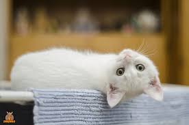 Dem vermieter muss klar sein, dass leichte kratzspuren im parkett noch zum gewöhnlichen mietgebrauch zählen, der mieter also nicht. Die Artgerechte Haltung Deiner Katze In Der Wohnung 2021 Dikdiks