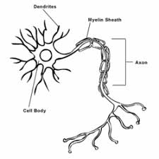 This is an online quiz called label a neuron. Neuron Encyclopedia Article Citizendium