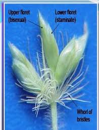 Image result for Melinis macrochaeta