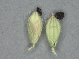 Image result for Urochloa glomerata