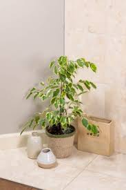 Image result for Ficus