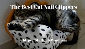 Discover what are the best cat nail clippers are and how to choose one for your cat. The 10 Best Cat Nail Clippers 2021 It S Pedicure Time